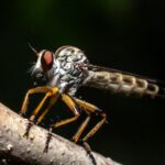 gray and brown fly on brown wooden stick